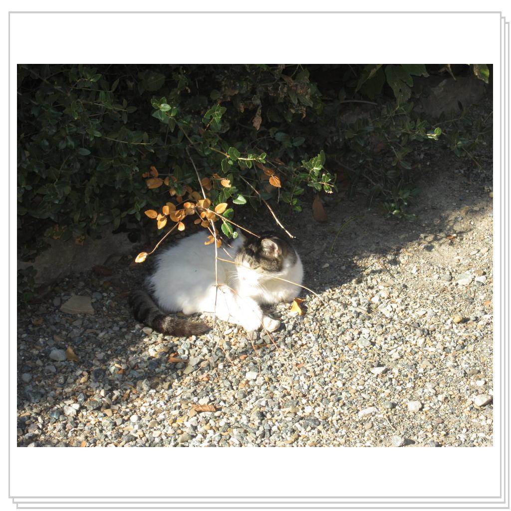 Кошки Италии