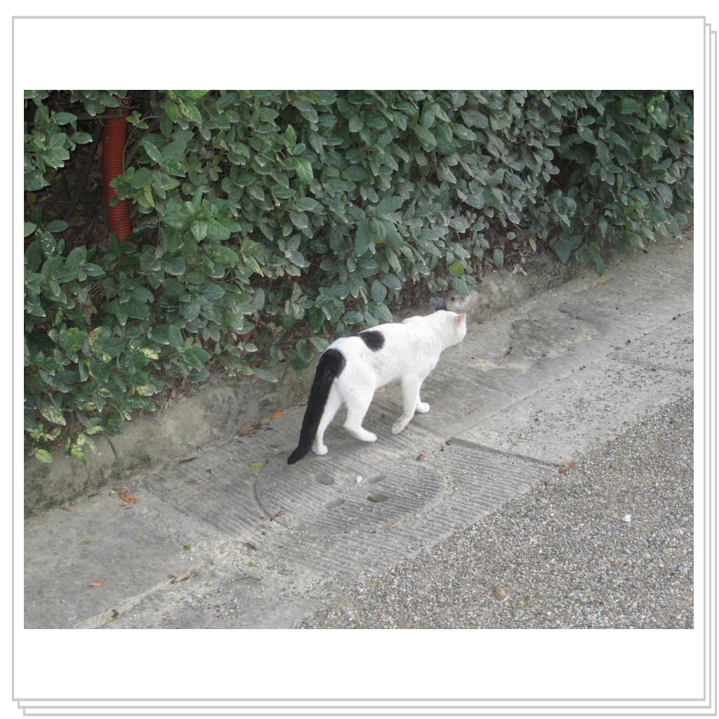 Кошки Италии