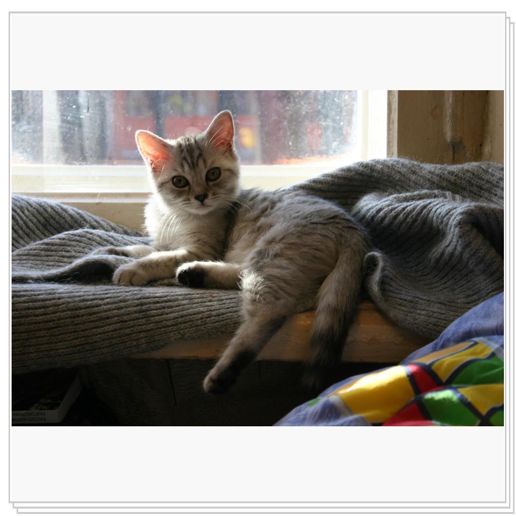 котомодель Снежана :)