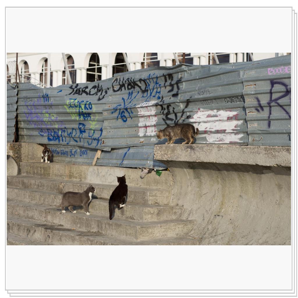 Кошки Севастополя