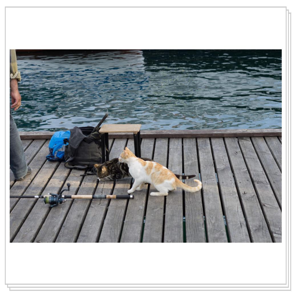 Кошки на рыбалке