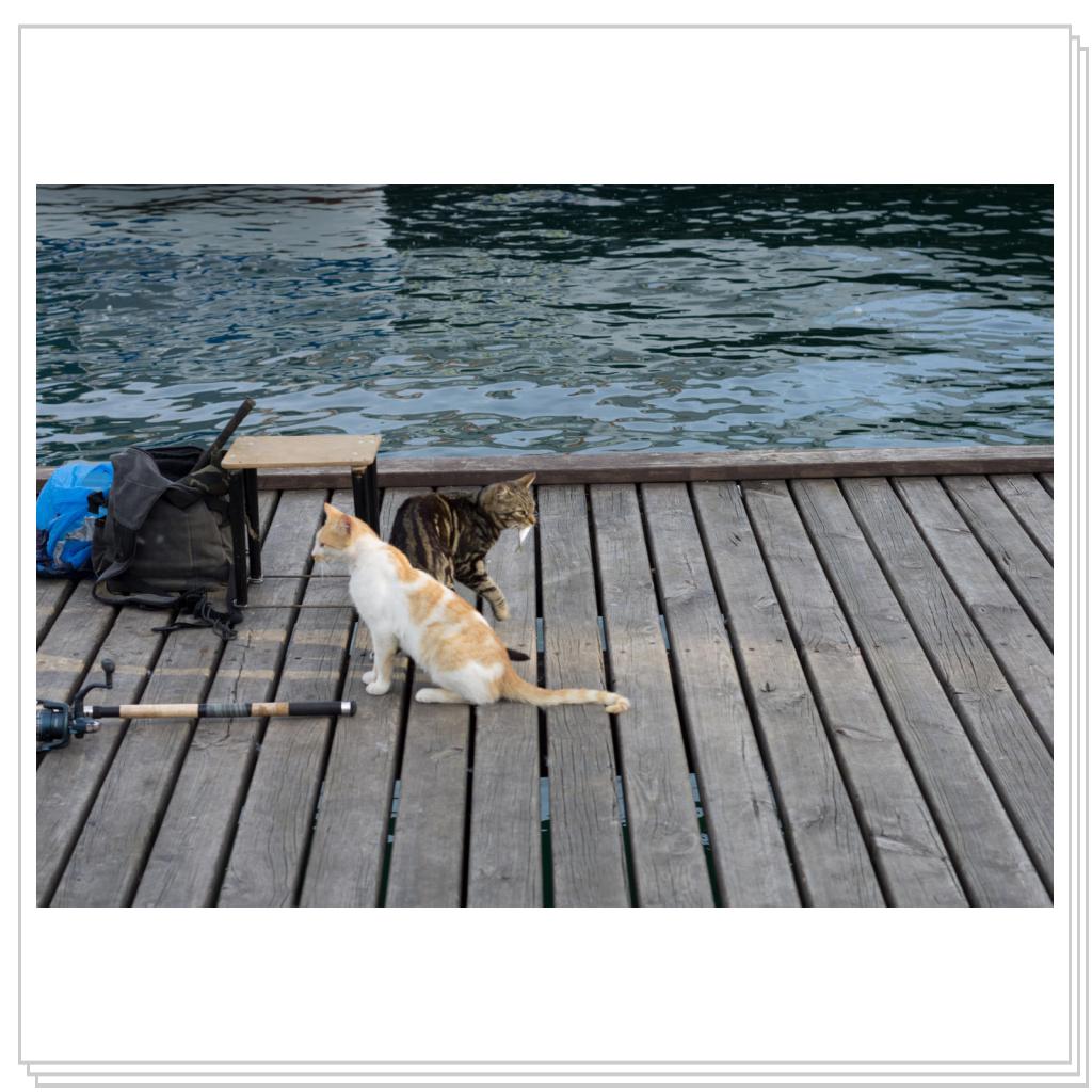 Кошки на рыбалке