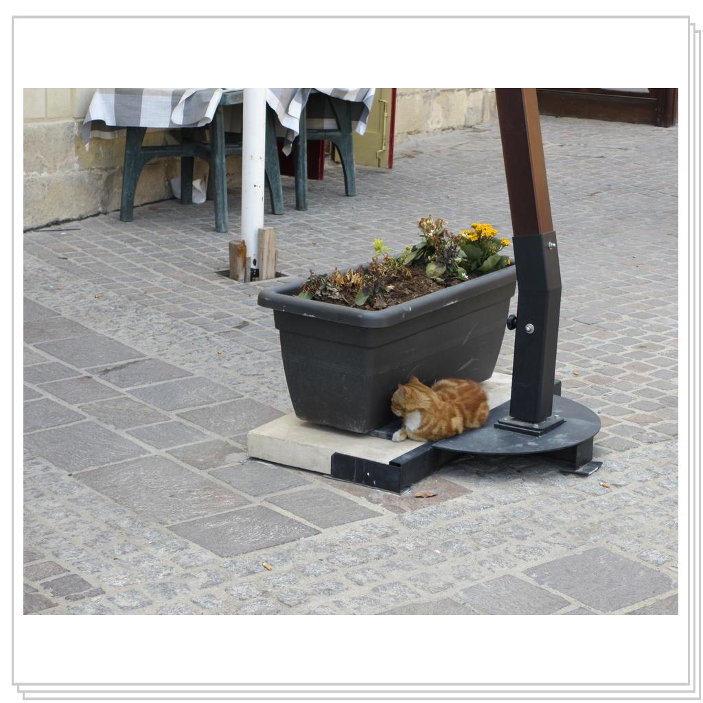 Кошки Мальты