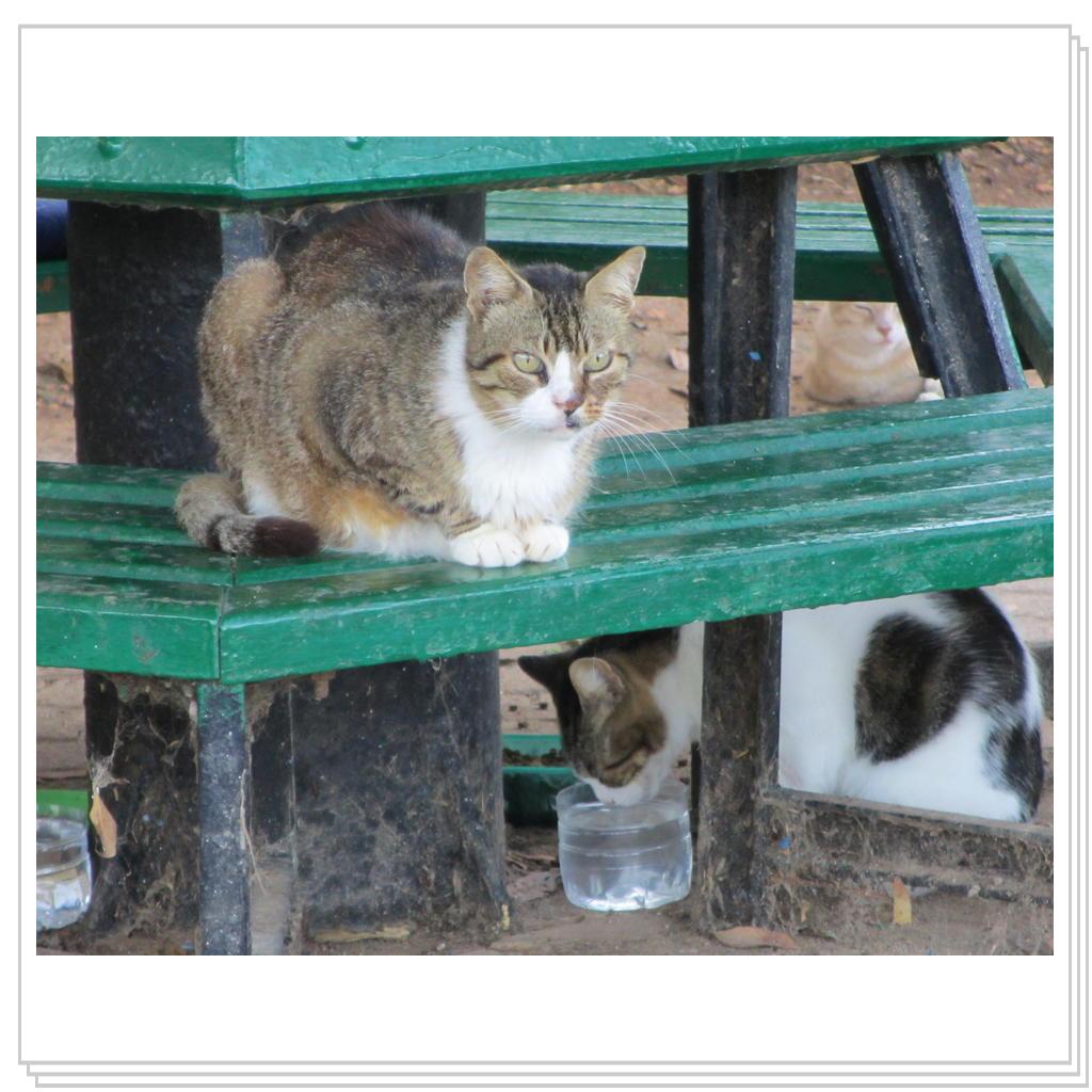 Кошки Мальты