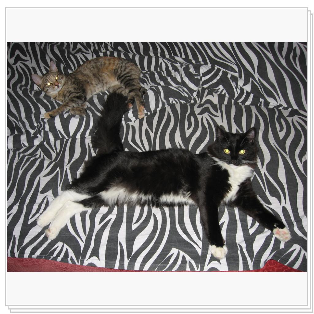 Красавец! И знает об этом!