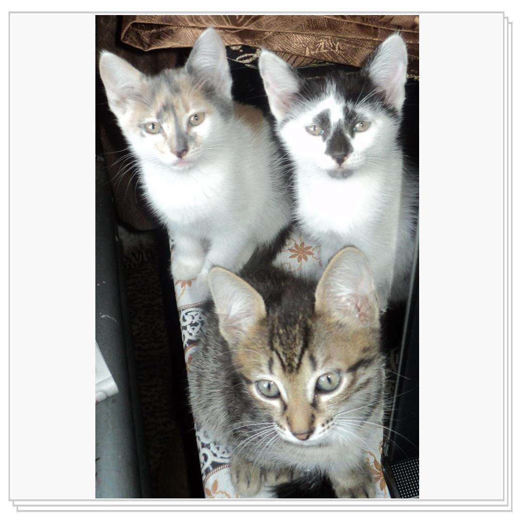 Брат с сестричками