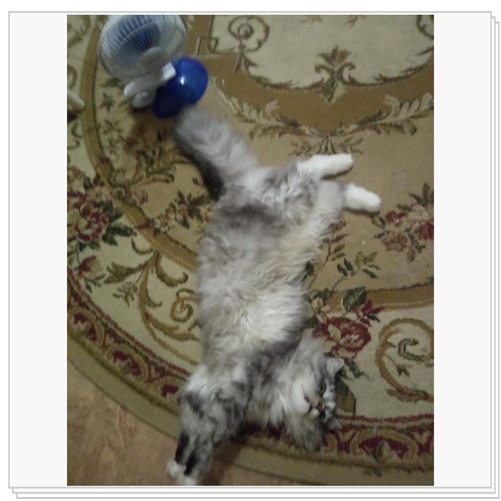 Тихон и Барсик