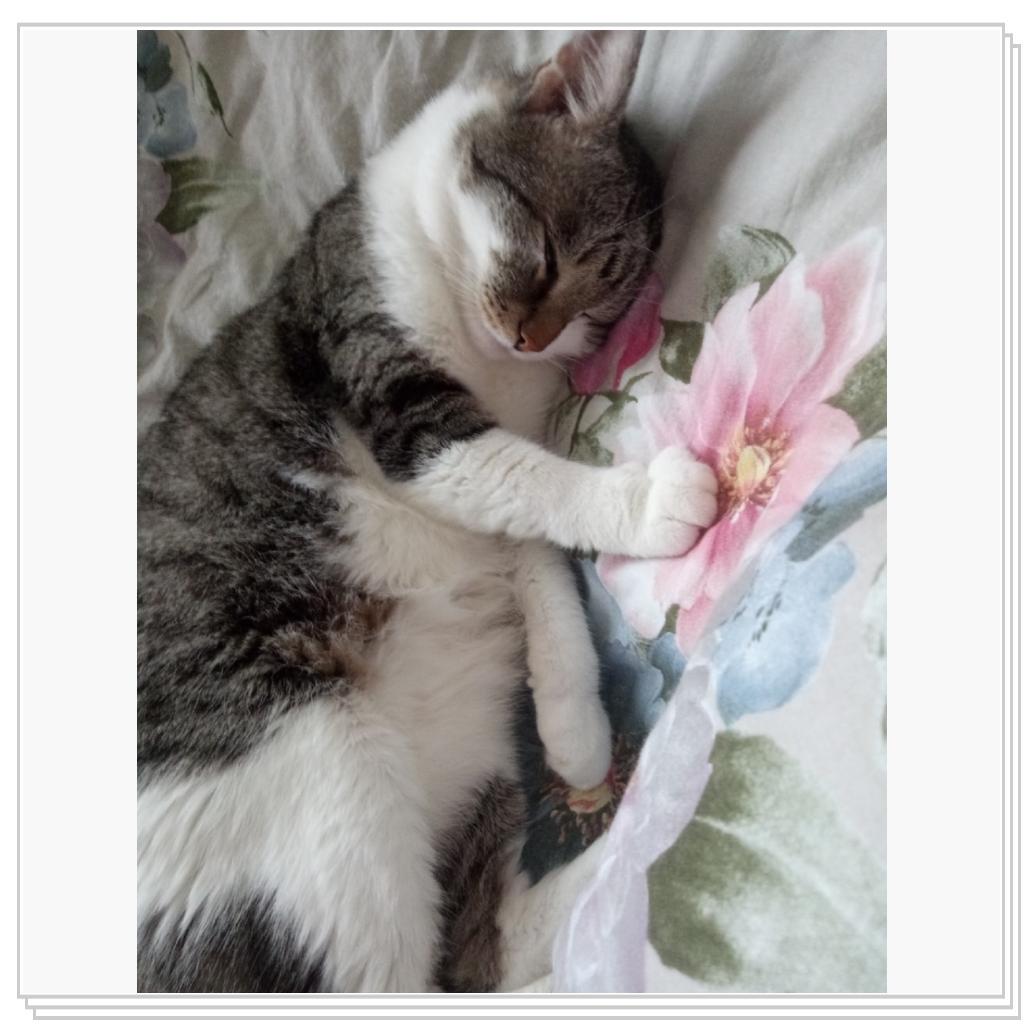 Тихон и Барсик