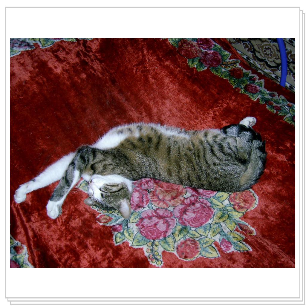 Мои питомцы