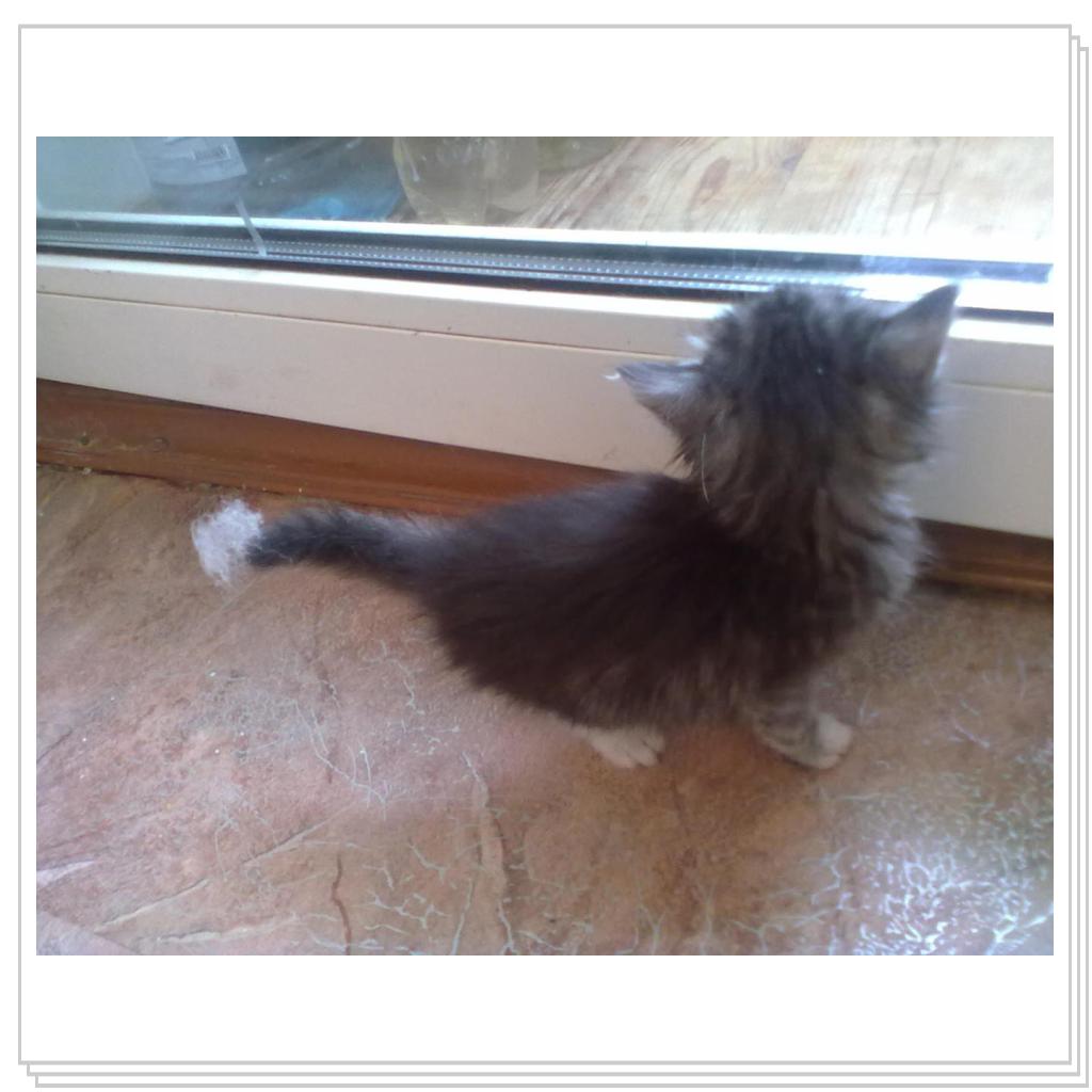 Дашенька чудо котёнок
