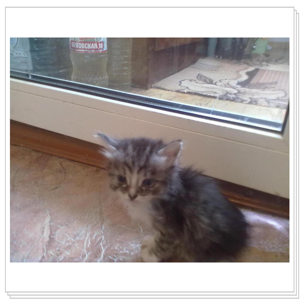 Дашенька чудо котёнок