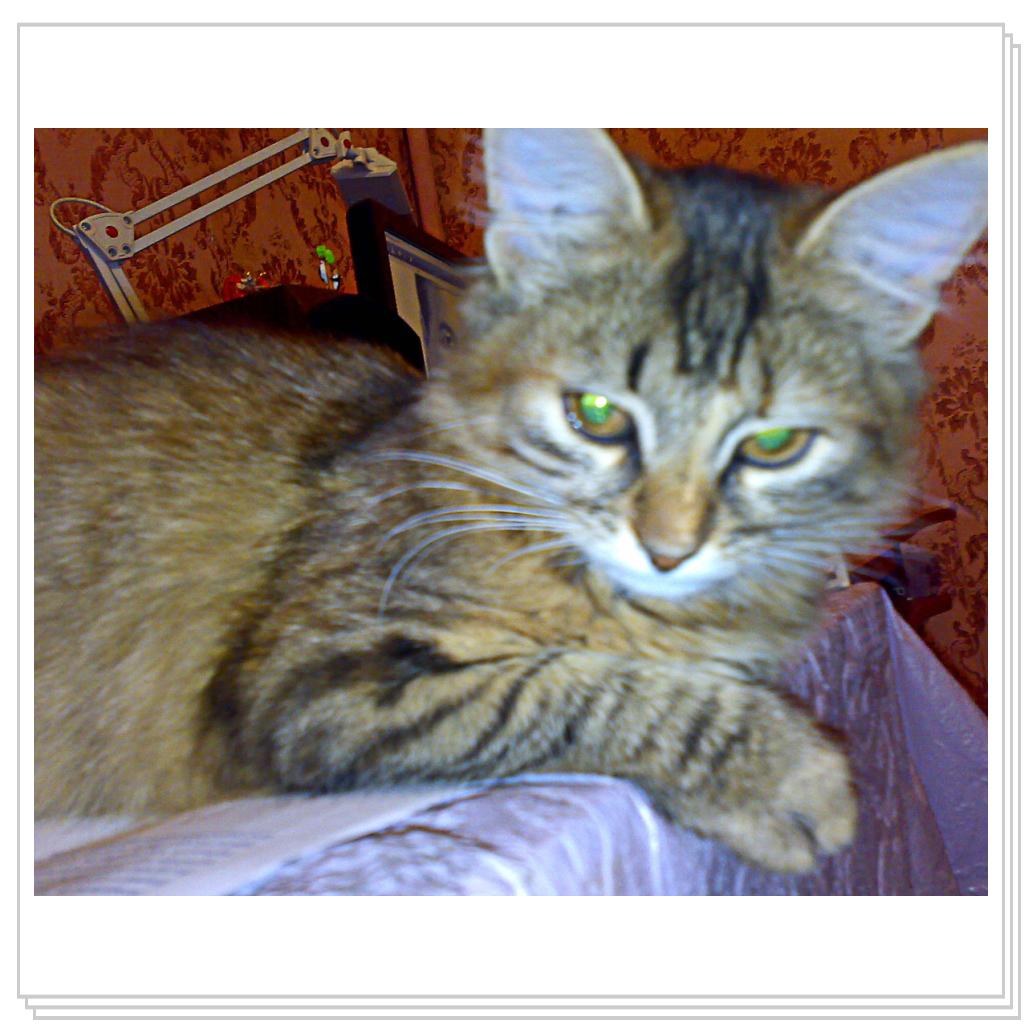 Мои питомцы