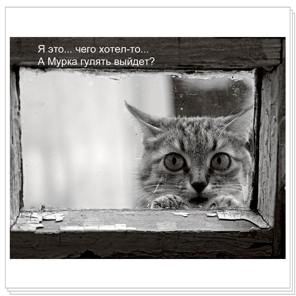 На прогулку пойдем?