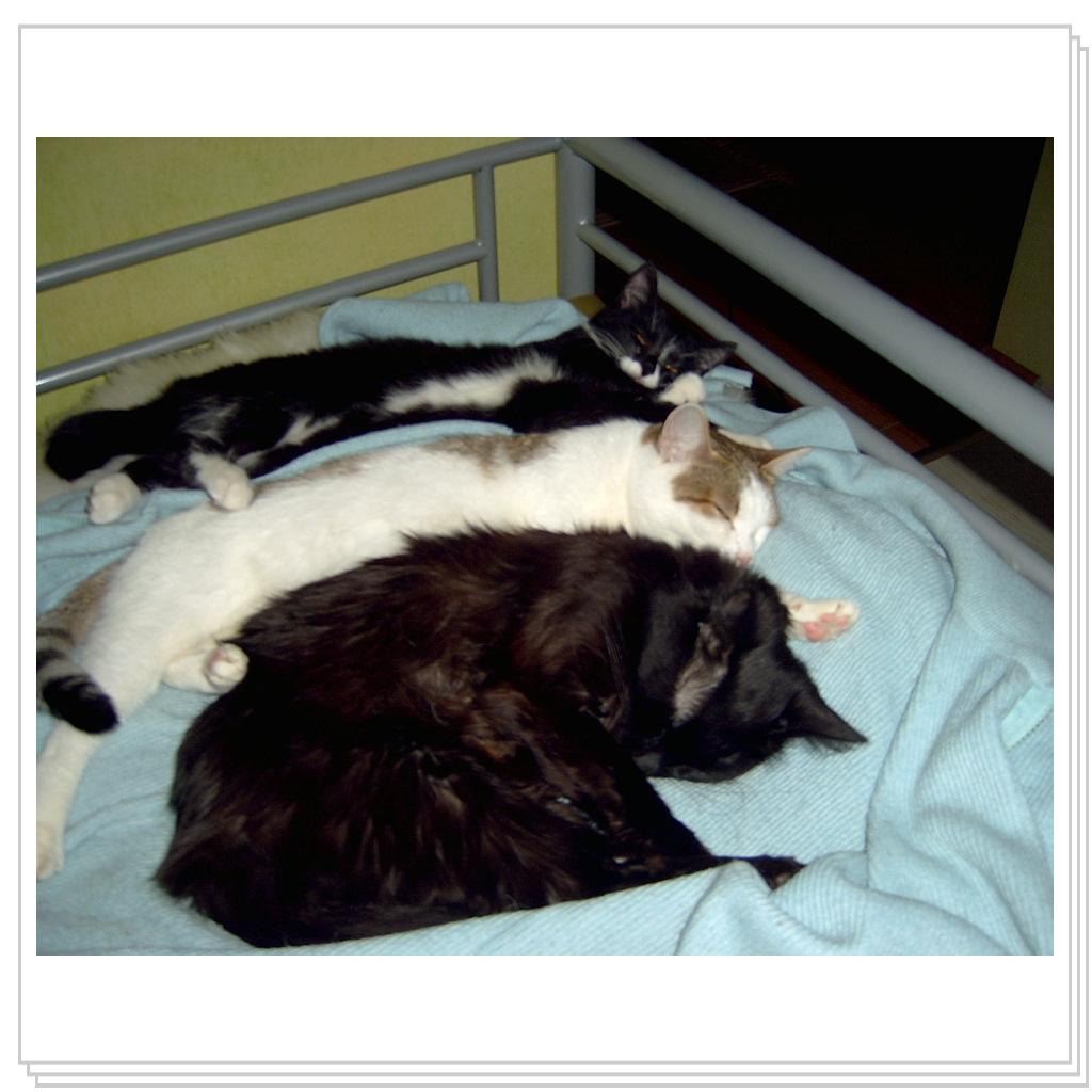 Спят усталые зверюшки..