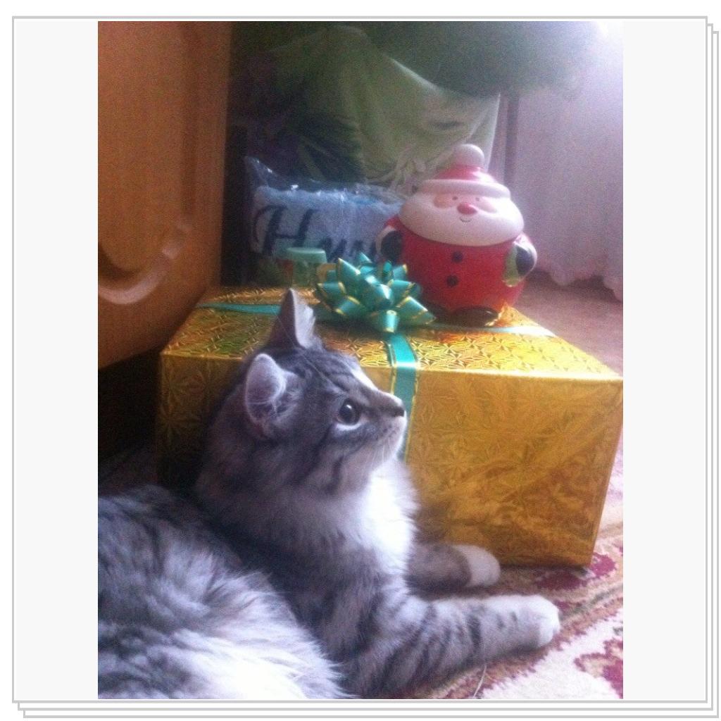 С Новым Годом мяууу