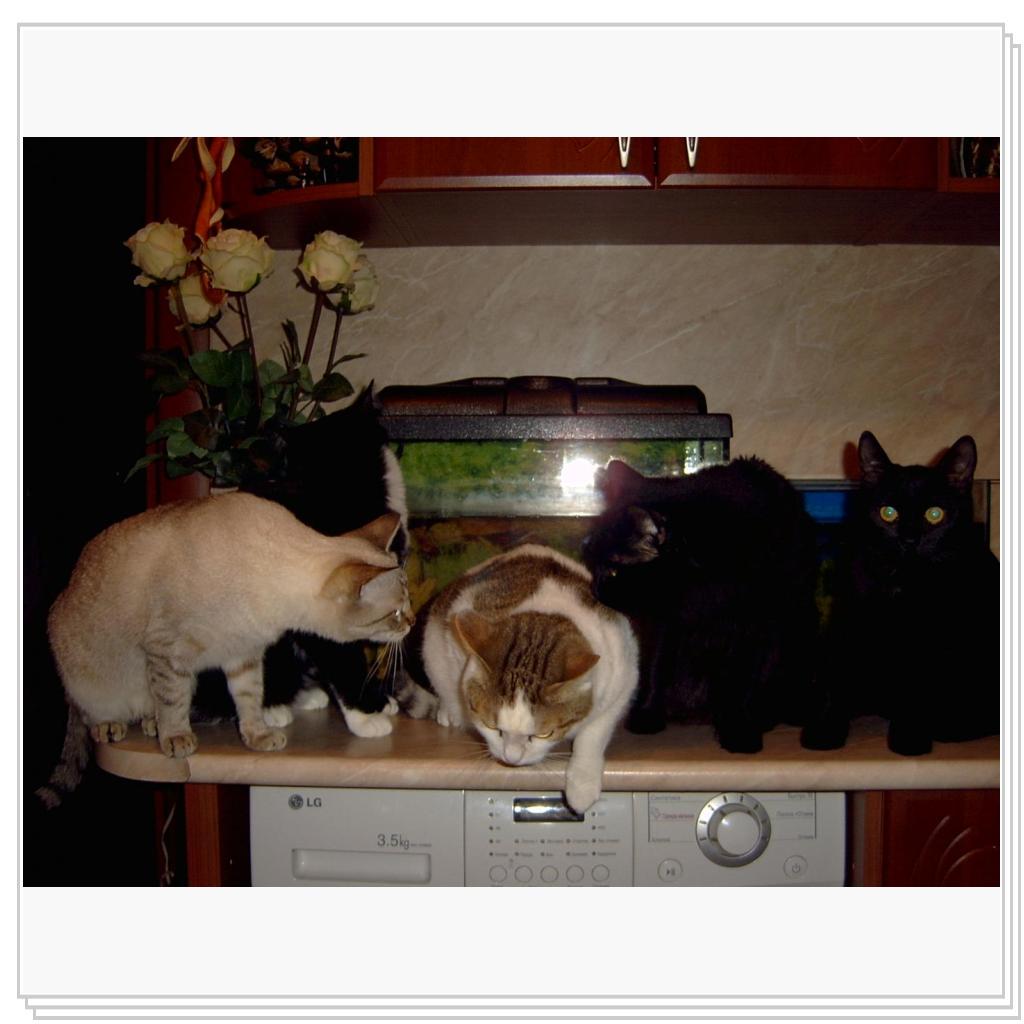 Дынча,Джима,Дася,Сема и Сева