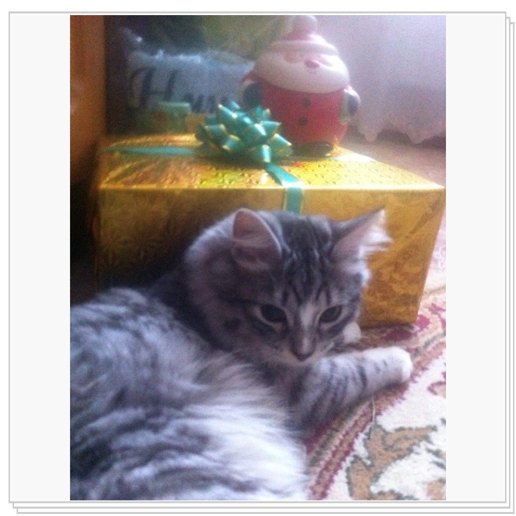 С Новым Годом мяууу