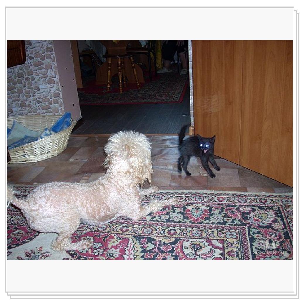 Кошки-очарование моё!