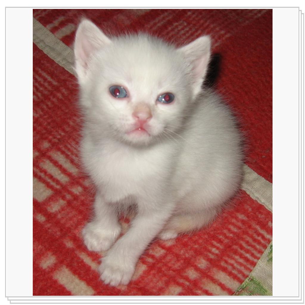 Белый и пушистый!