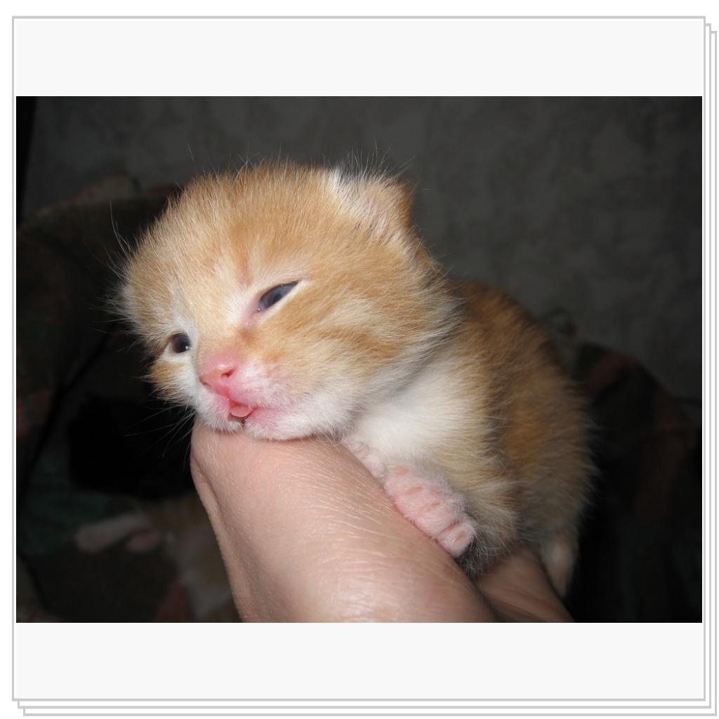 Еще мы умеем язык показывать