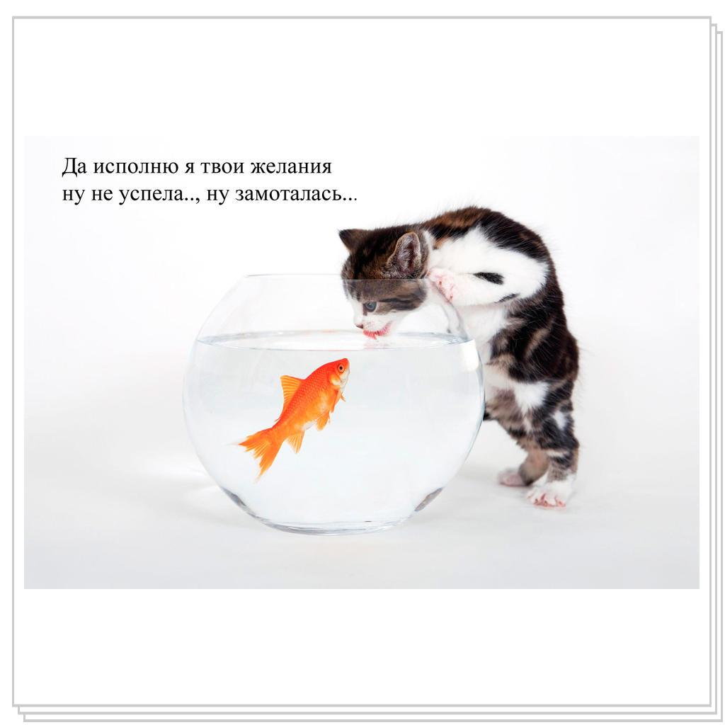 Кот и золотая рыбка