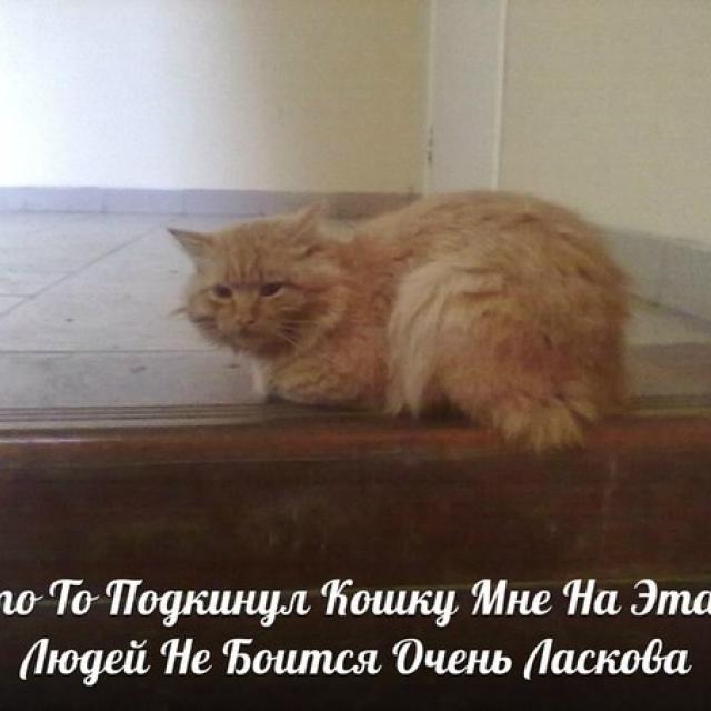 Бездомные Кошки